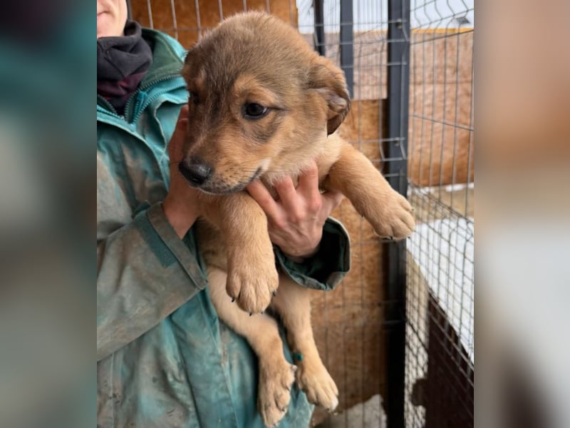 Welpe Thiago - sensibel und sanft - sucht dringend ein Zuhause