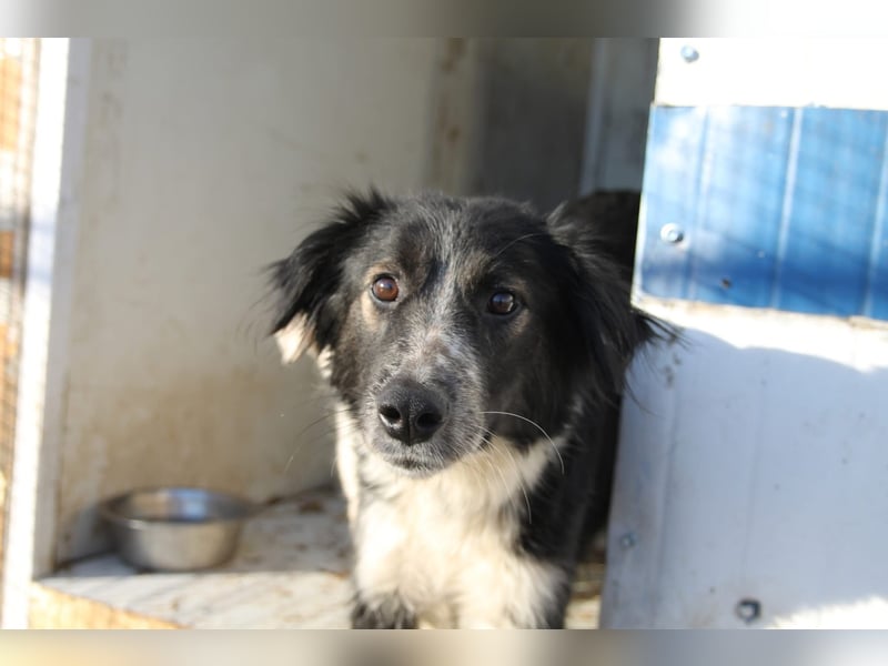 Ruhige Seele Angel sucht ihr Zuhause (D/CH/LUX)