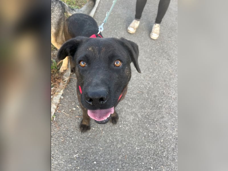 Paula - verschmuster Cane Corso-Mix