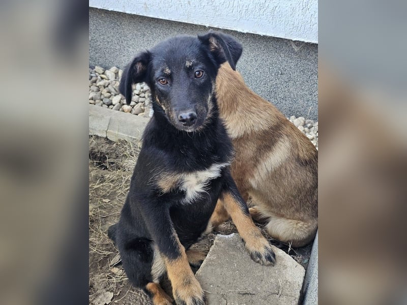 Welpe Leia - kennt Hunde, Katzen, Kinder (Vermittlung D/ LUX/ CH)