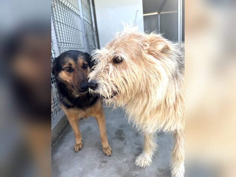 Raya - wartet seit 8 Jahren im Tierheim 