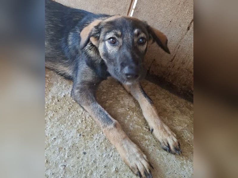 Welpenmädchen Nairobi wünscht sich eine Familie