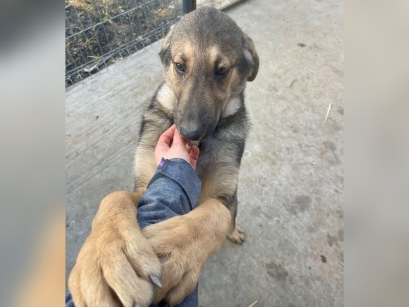 Pedro - Sonnenschein sucht Zuhause