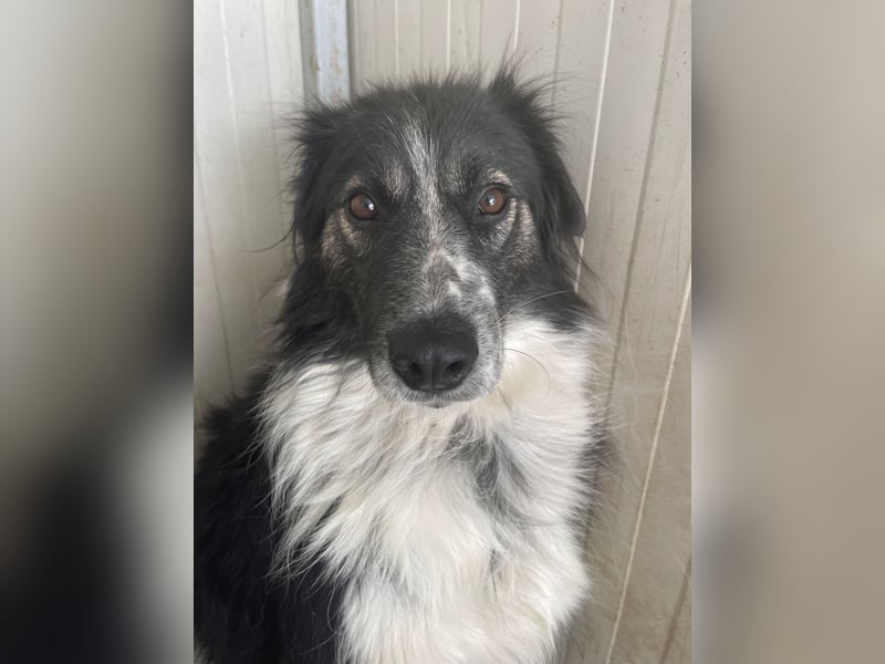 Ruhige Seele Angel sucht ihr Zuhause (D/CH/LUX)