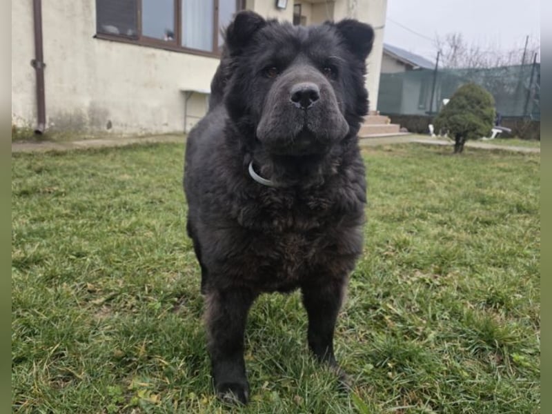 Chow-Mix-Terra - lieb, menschenbezogen, unkompliziert