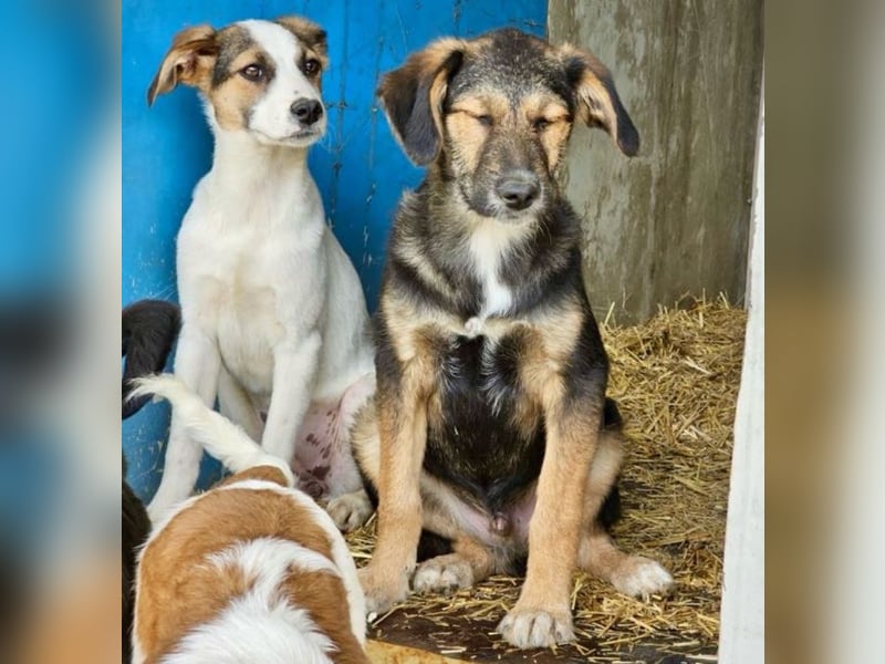 Nalani - Welpenmädchen aus der Tötung sucht Liebe!