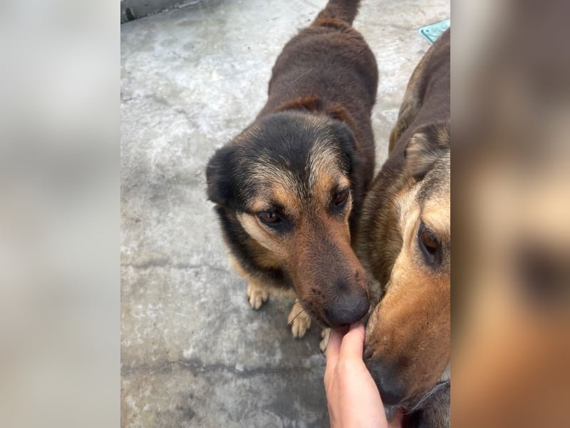 Raya - wartet seit 8 Jahren im Tierheim 