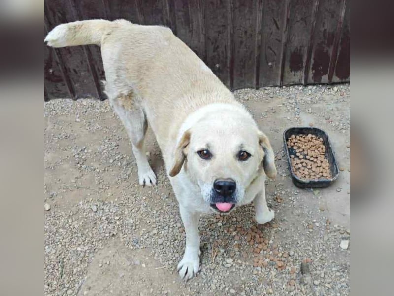 Max - seeehr verschmust u. lieb!