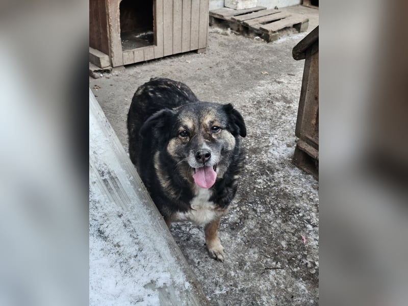 Kiruna sucht endlich ihr Körbchen
