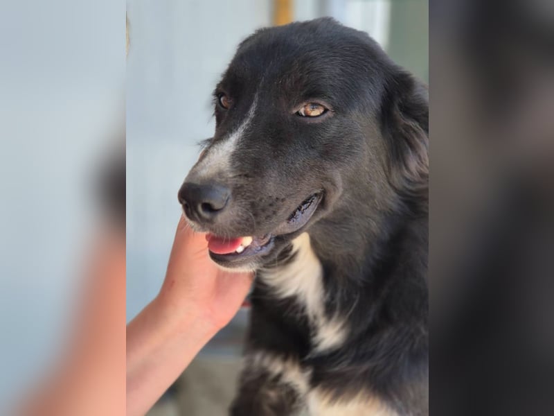 Woody - lieb und anschmiegsam