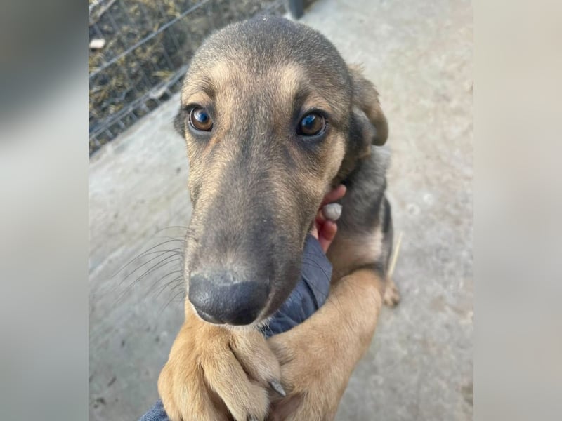 Pedro - Sonnenschein sucht Zuhause