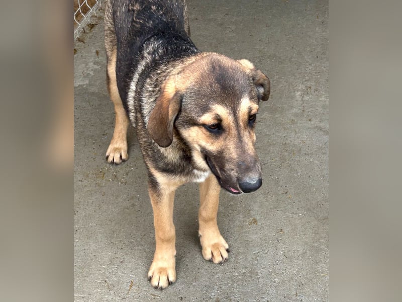 Pedro - Sonnenschein sucht Zuhause