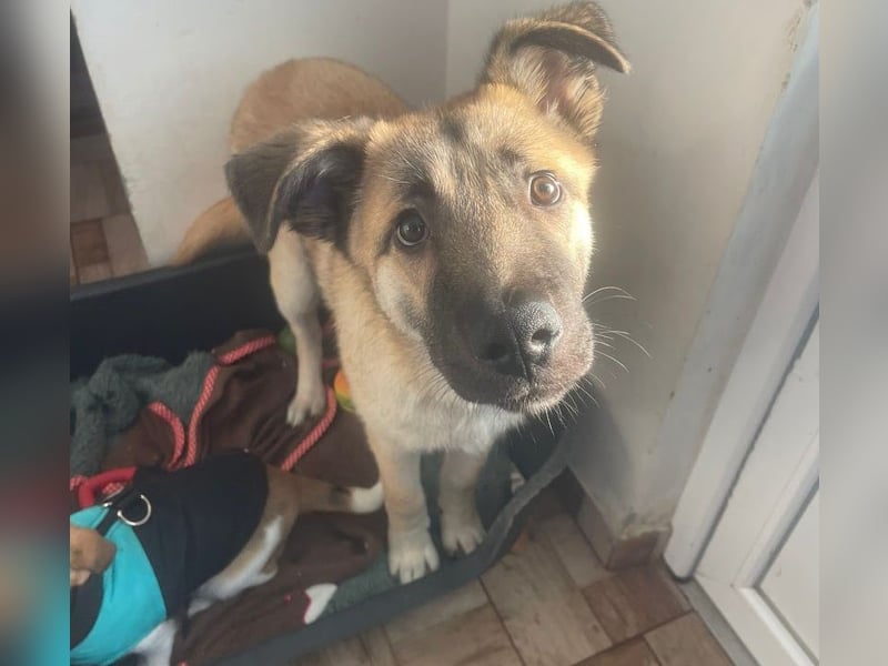 Welpe Samir - angefahren und zurückgelassen