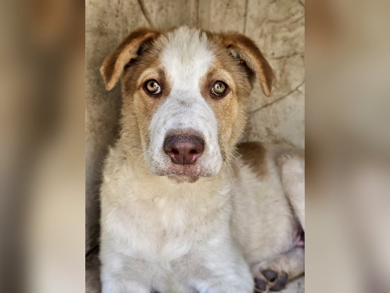 Welpe Teddy sucht Körbchen (D/CH/LUX)