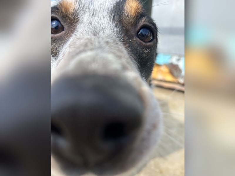 Rasty - schüchterner, 3-jähriger, lieber Rüde sucht ruhiges Zuhause