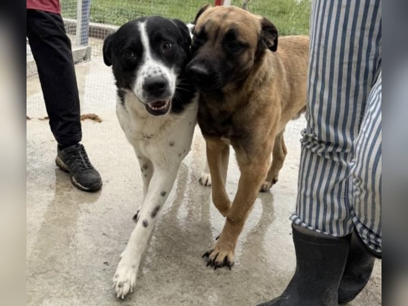 Akira - 4 Jahre, lieb, verschmust, freundlich, verträglich mit Artgenossen