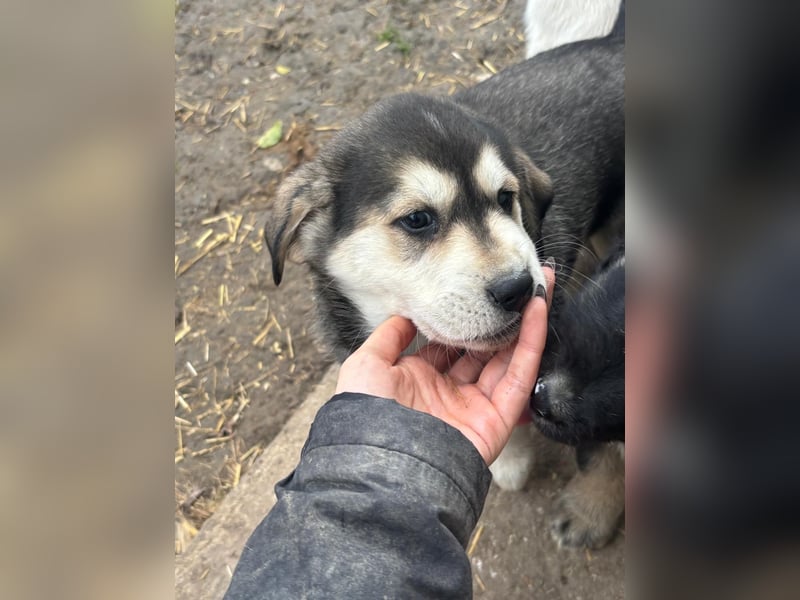 Lucy - liebe, aufgeschlossene, lernfreudige Maus