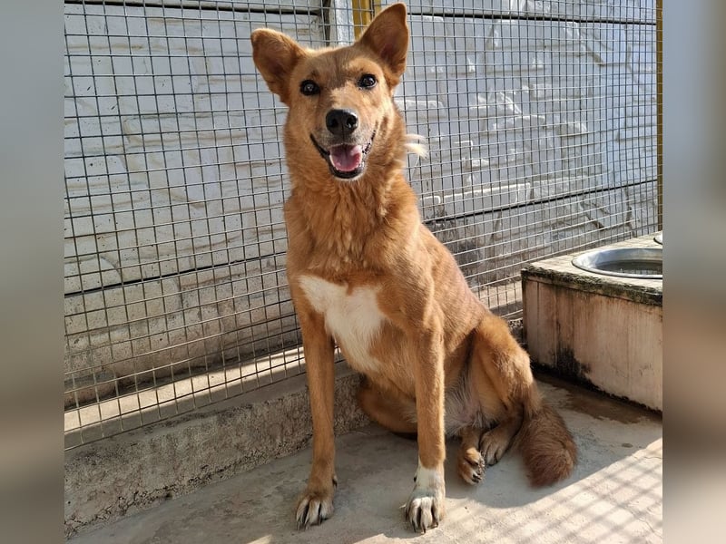 Sienna - schöne Hündin mit viel Potenzial sucht Zuhause (D/ CH/ LUX)