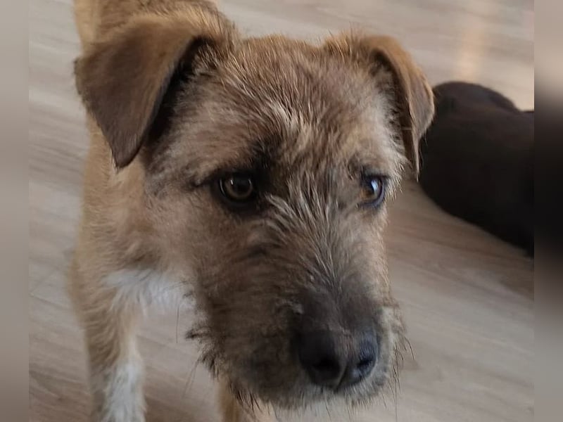 Welpenbub Little Paw (jetzt Tavi)
