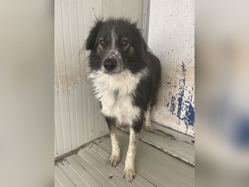 Ruhige Seele Angel sucht ihr Zuhause (D/CH/LUX)