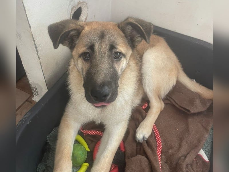 Welpe Samir - angefahren und zurückgelassen