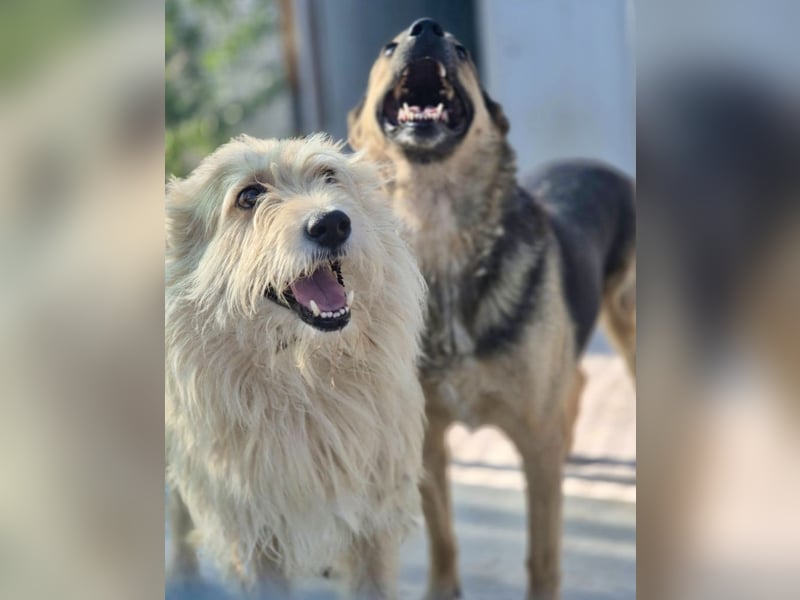 Juline - schüchterner Wuschel