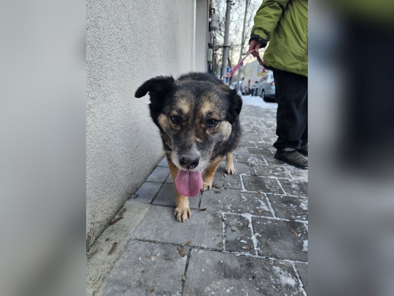 Kiruna sucht endlich ihr Körbchen