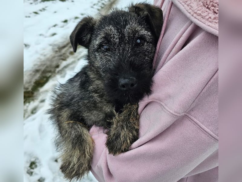 Cleo - gerettet aus der Tötung!