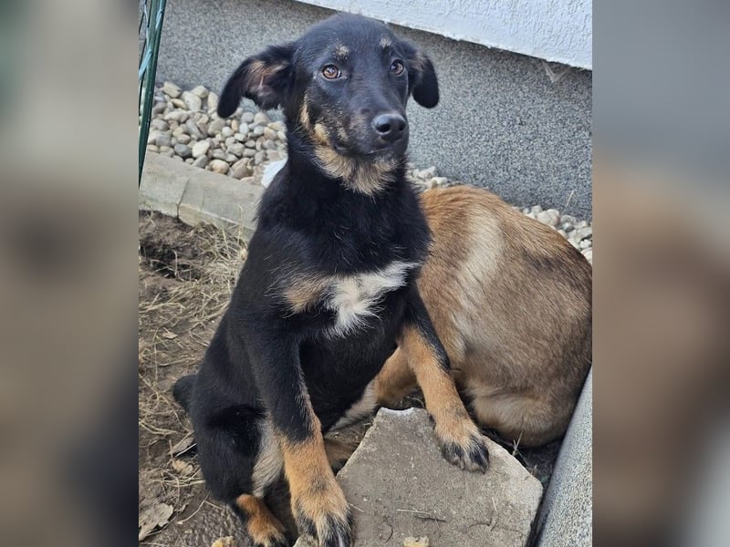 Welpe Leia - kennt Hunde, Katzen, Kinder (Vermittlung D/ LUX/ CH)