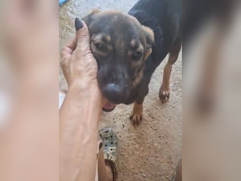 Welpenmädchen Nairobi wünscht sich eine Familie