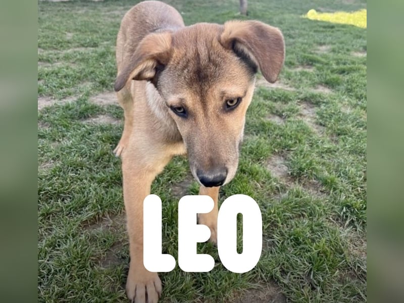 Welpe Leo - mag Katzen, Hunde und Kinder