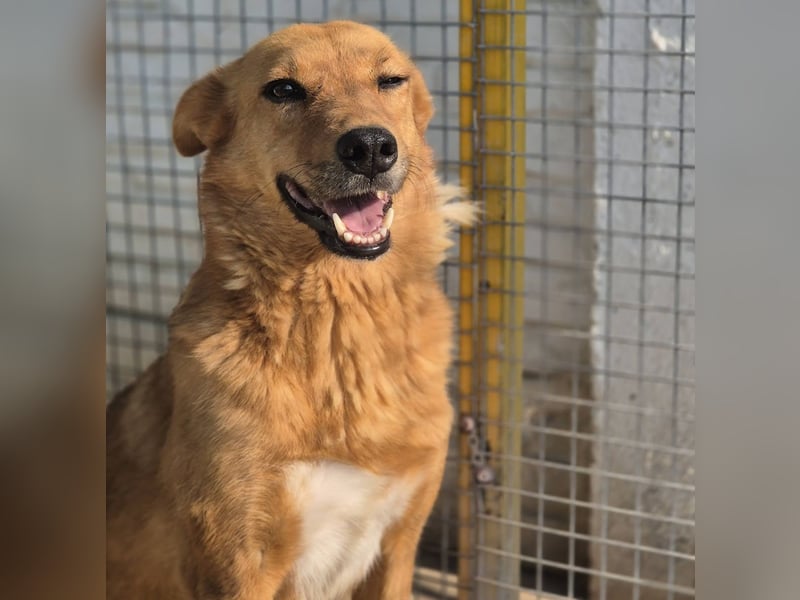 Sienna - schöne Hündin mit viel Potenzial sucht Zuhause (D/ CH/ LUX)