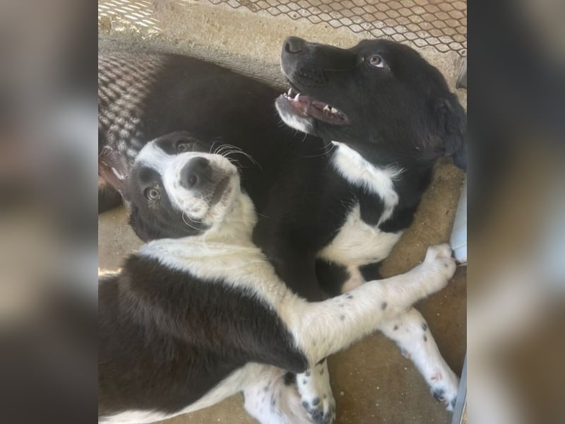 Cassie - freundlich, sanft, liebevoll, verspielt