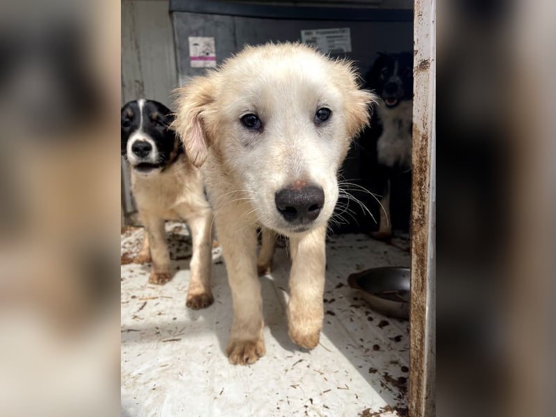 Anouk - scheu, super verträglich mit anderen Hunden