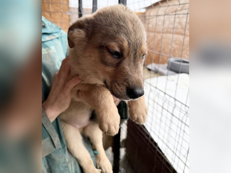 Welpe Thiago - sensibel und sanft - sucht dringend ein Zuhause