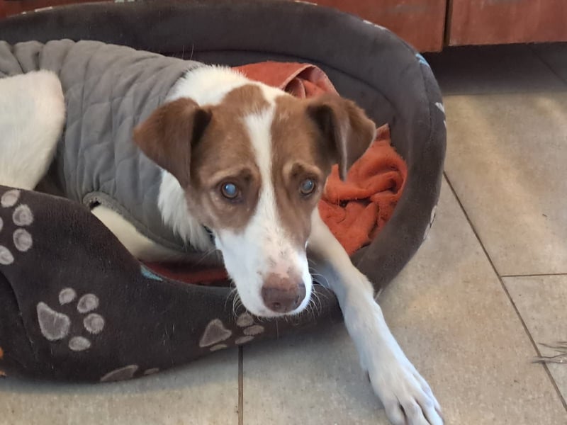 Babette - 3-jährige, liebe, sanfte Hündin mit Diabetes