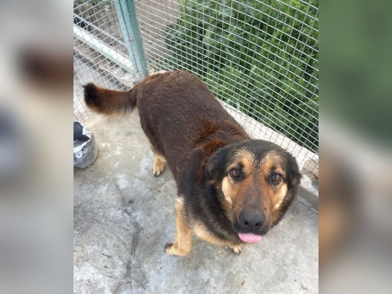 Raya - wartet seit 8 Jahren im Tierheim 