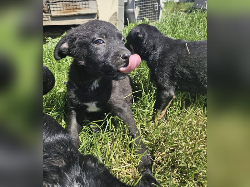 Welpenbub Giotto sucht Familie (D bundesweit/CH/LUX)