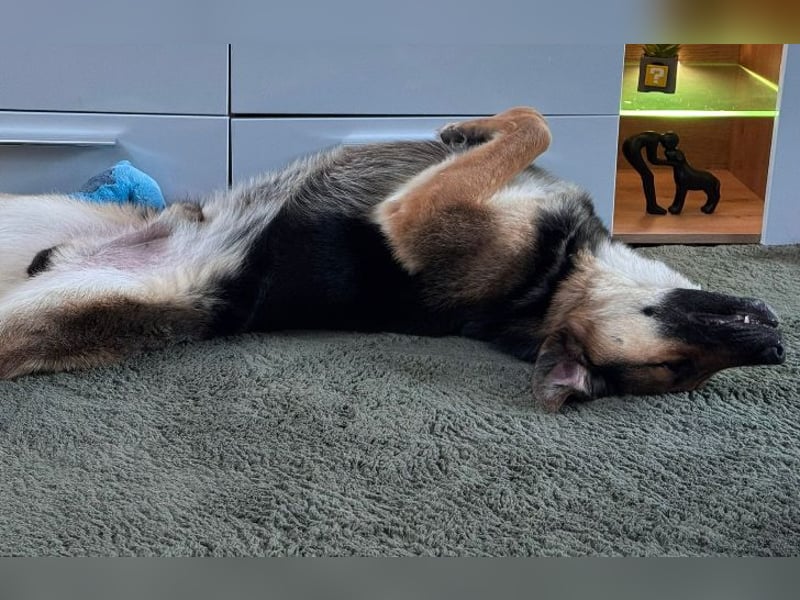 Lieber Schäfi-Mix Loki in 60437 Frankfurt