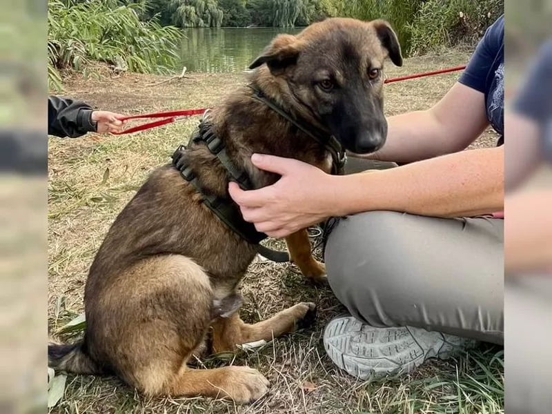 Joly sucht seine Person zum Ankommen