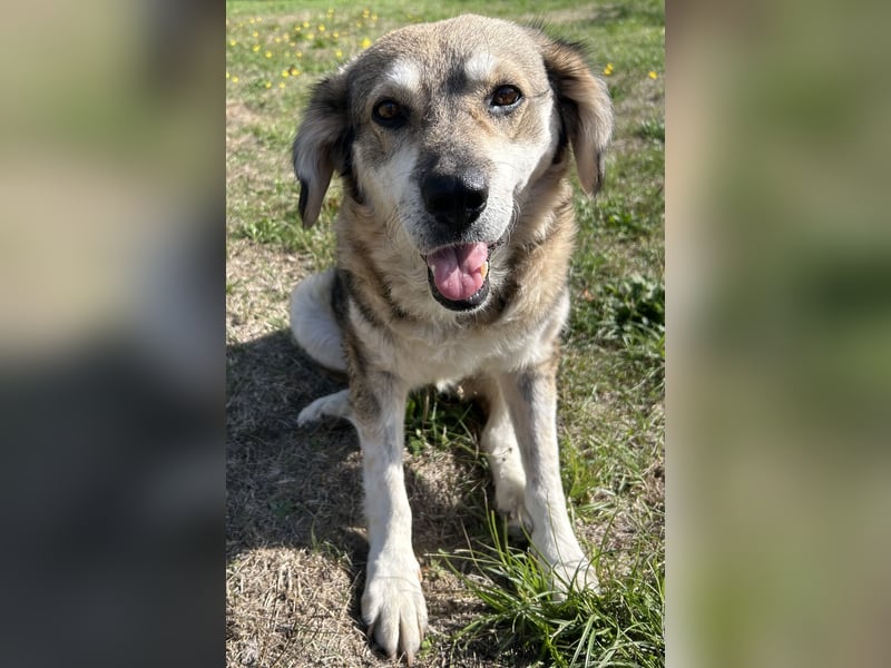 Bella - schwer misshandelte Hündin sucht Glück