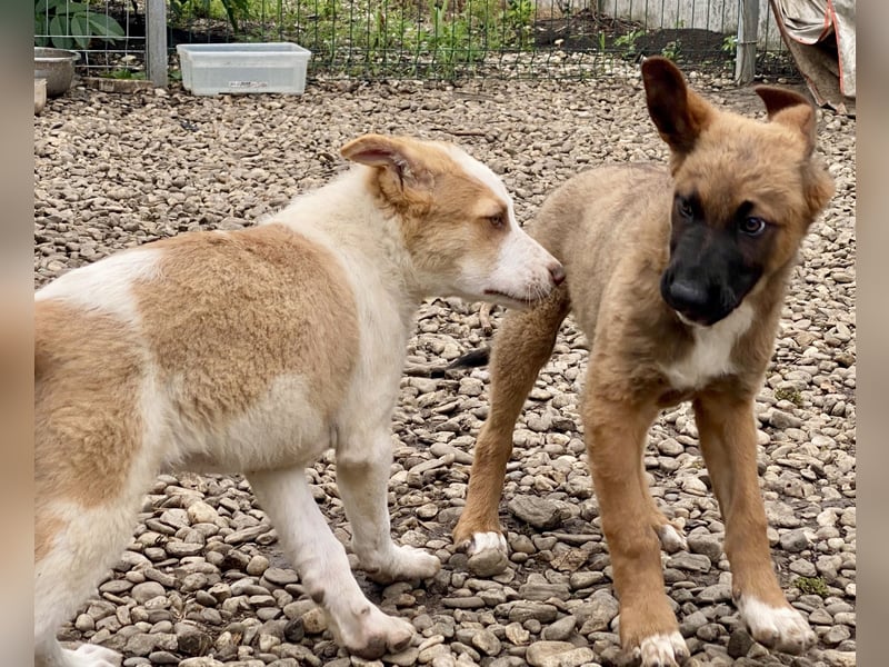 Welpe Teddy sucht Körbchen (D/CH/LUX)