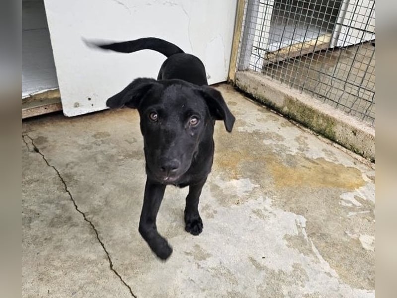 Welpe Blacky - wer gibt einem schwarzen Welpen eine Chance?