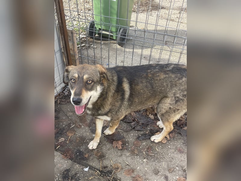 Verschmuster Duke sehnt sich nach Liebe!