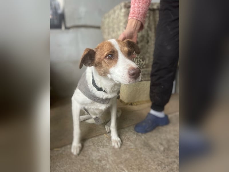 Babette - 3-jährige, liebe, sanfte Hündin mit Diabetes