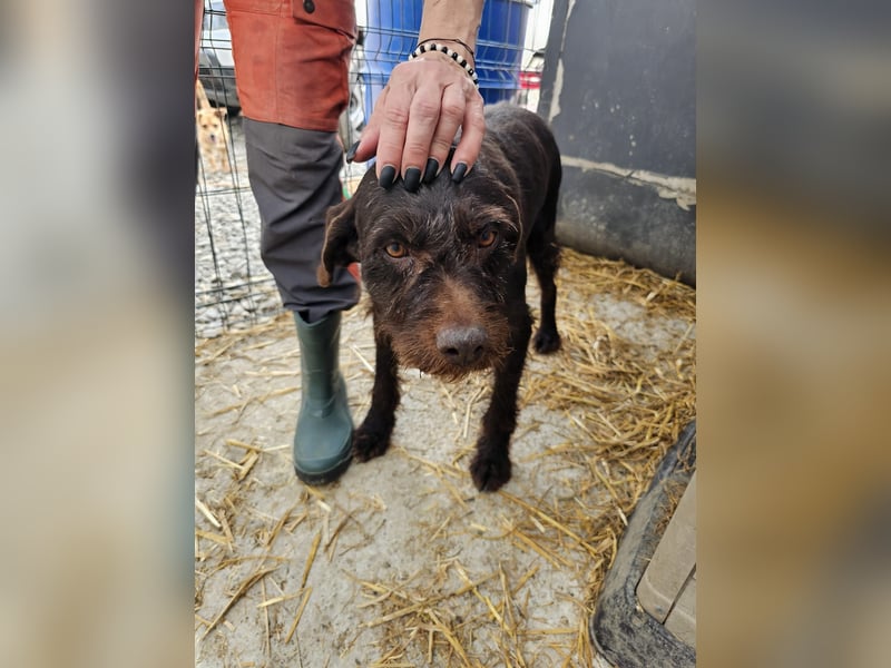 Brownie - liebevolle Seniorin sucht Gnadenplatz