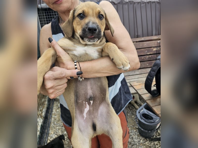 Welpenbub Puck sucht Familie (D-bundesweit/CH/LUX)