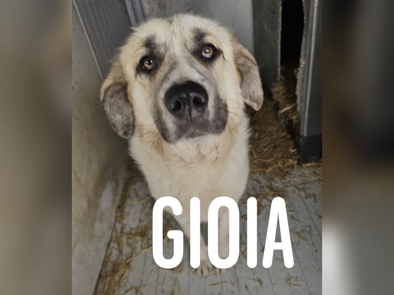Gioia- sanft, lieb, ruhig, sozial, unkompliziert, unterwürfig