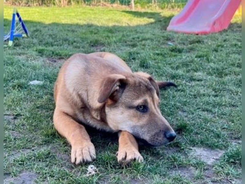 Welpe Leo - mag Katzen, Hunde und Kinder