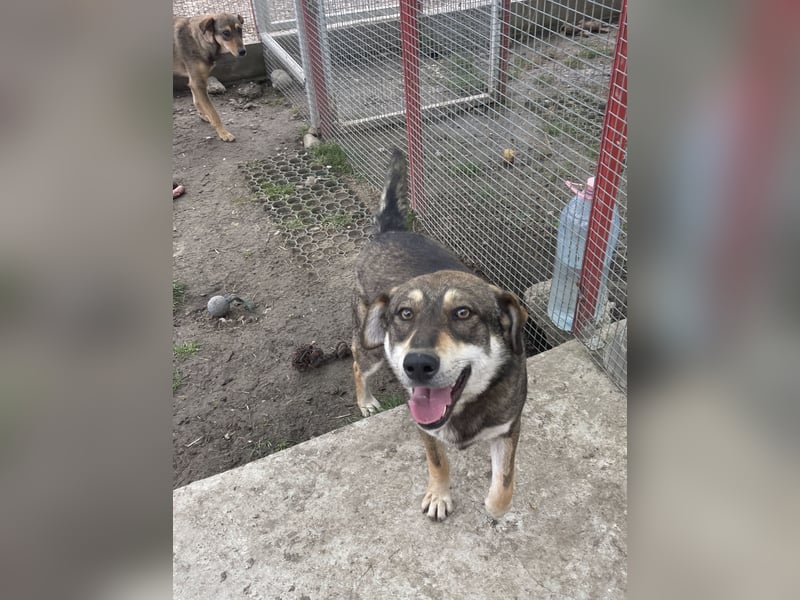 Verschmuster Duke sehnt sich nach Liebe!